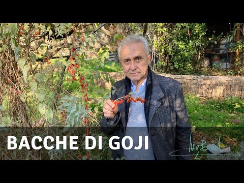 Video: Perché le bacche di goji fanno bene?