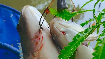 Ba phút cho bài mồi câu rô phi thiên nhiên siêu quấn ổ mà không cần đào giun