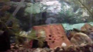 Download Lagu ciclasoma nigrofasciatus Download Lagu ciclasoma nigrofasciatus