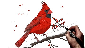 How To Draw A Cardinal | Step By Step