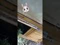 🐰