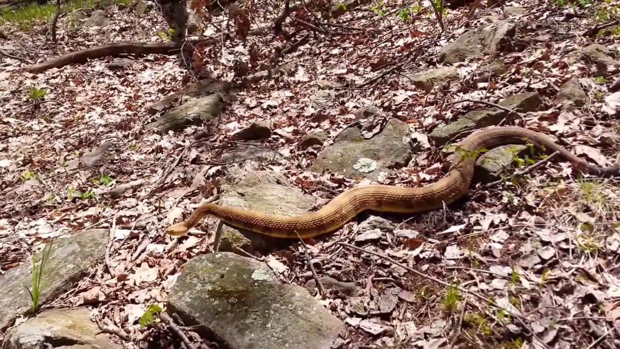 Massive Timber Rattlesnake! Breakneck Ridge NY YouTube