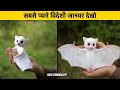 7 CUTEST FOREIGN PET || सबसे प्यारे विदेशी जानवर || MOST BEAUTIFUL FOREIGN ANIMALS