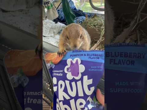Poppy likes to choose her own snackies 🥰 #prairiedog