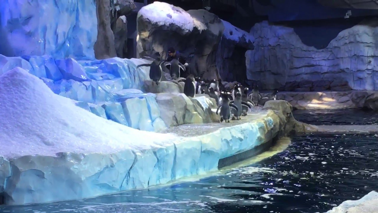 Detroit Zoo Penguin Center Preview Youtube