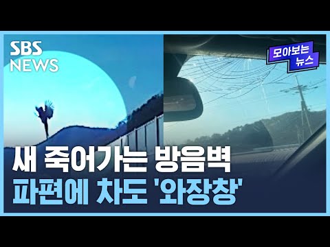 새 날아와 부딪히는 &amp;#39;<strong>방음벽</strong>&amp;#39;…동물에게도, 사람에게도 위험하다 / SBS / 모아보는 뉴스