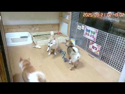 柴犬なつ！子育て生配信【生後192日】セカ主様！今夜もお世話になります！