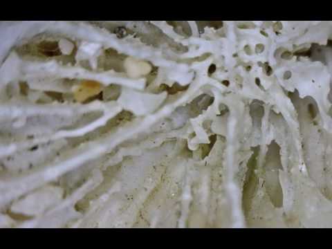Coral: Bones of the Ocean