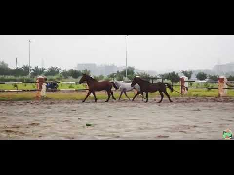 NUST Saddle Club || NUST Diaries || Spark Tech