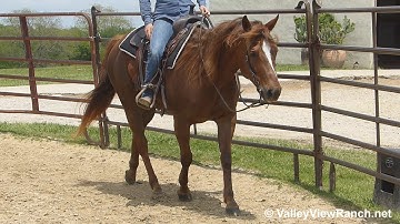 Chics Fancy Pine - reiner smooth jog, lope-offs, stops! - ValleyViewRanch.net