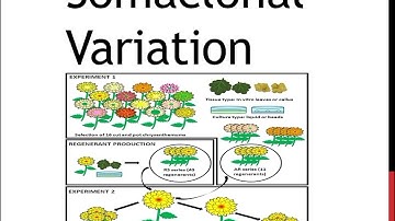 Somaclonal Variations detail