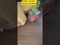Jade money plant #reels #trending #viralvideo #meesho #meeshohaul #moneyonline #jadeplant #yt#shorts