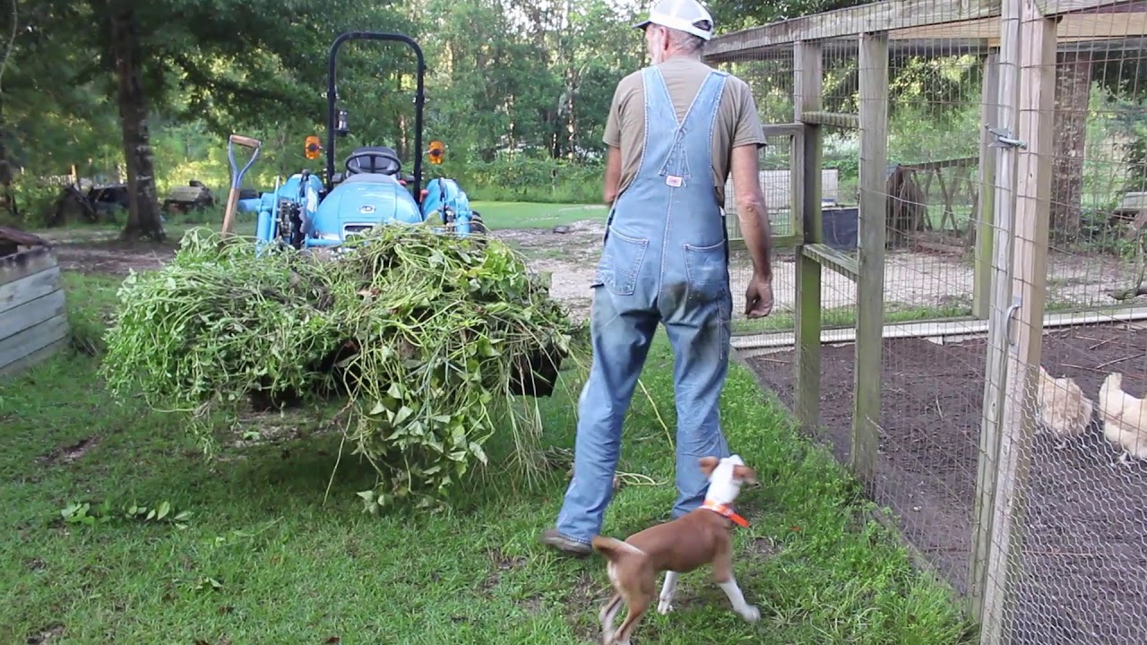Feeding OUR Animals From OUR Homestead YouTube