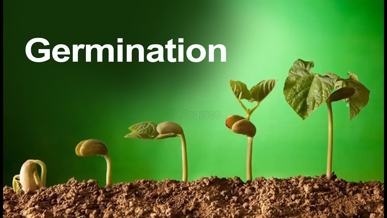 Class 5 Science | Plant Germination - Learn about Seed Germination | Pearson - YouTube