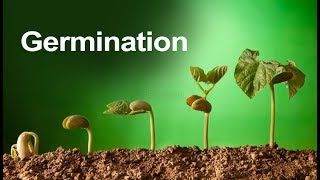 Class 5 Science | Plant Germination - Learn about Seed Germination | Pearson