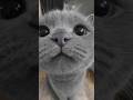 Sabías esto de tu gato 🐱?