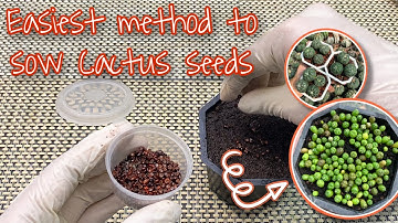 Thumbnail of How to Grow Cactus from Seeds like a Pro