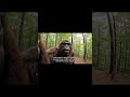 BIGFOOT VISITS AMP! #bigfoot