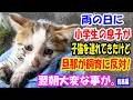 「連れて帰っちゃダメでしょ!」雨の日に小学生の息子が汚れた子猫を連れてきたけど旦那が飼育に反対。一晩子猫を家に泊めて翌朝息子の部屋に言ったら大変なことに【猫の不思議な話】【総集編】