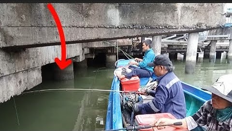 Câu Dạo Mấy Chân Trụ Cảng VeDan Gò Dầu || Câu Cá Nâu,Tráp, Ngát và Cá Sửu @Dammecauca1 