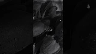 Neeki Ki Rah #qafiye #viralshorts #viralvideo