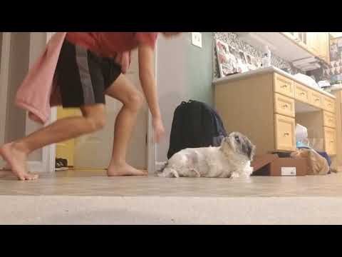 throwing-a-blanket-at-my-dog-prank