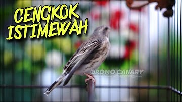 BLACKTHROAT CHIRPING CLEAR SOUND FOR CANARY MASTERING #40
