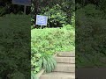 4K ASMR Walk in Wenzhou Sail Shadow Park: Immersed in Light and Nature | Healing City Walk