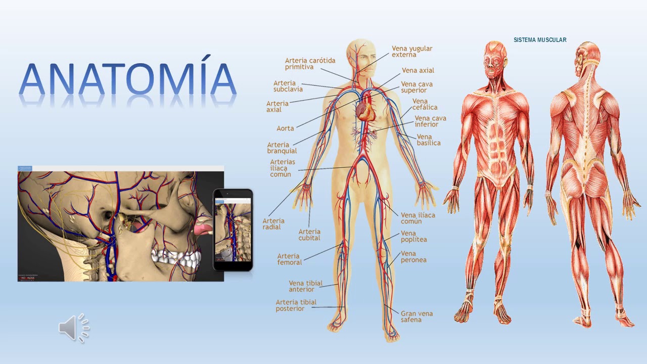 Cual es la arteria principal del cuerpo humano