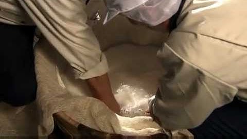 Sake Brewing Process: Rice Steaming