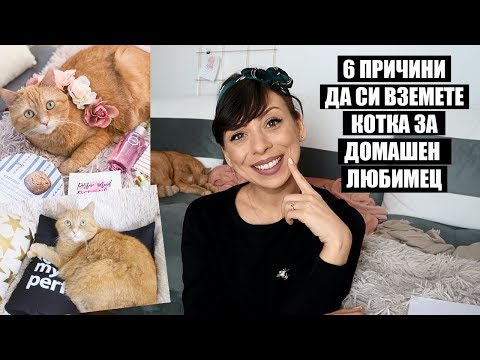 Видео: 12 причини да си вземете котка