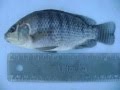 Aquaponics - An Integrated Fish and Plant Production System