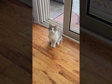 My Cat Cato Can Sing