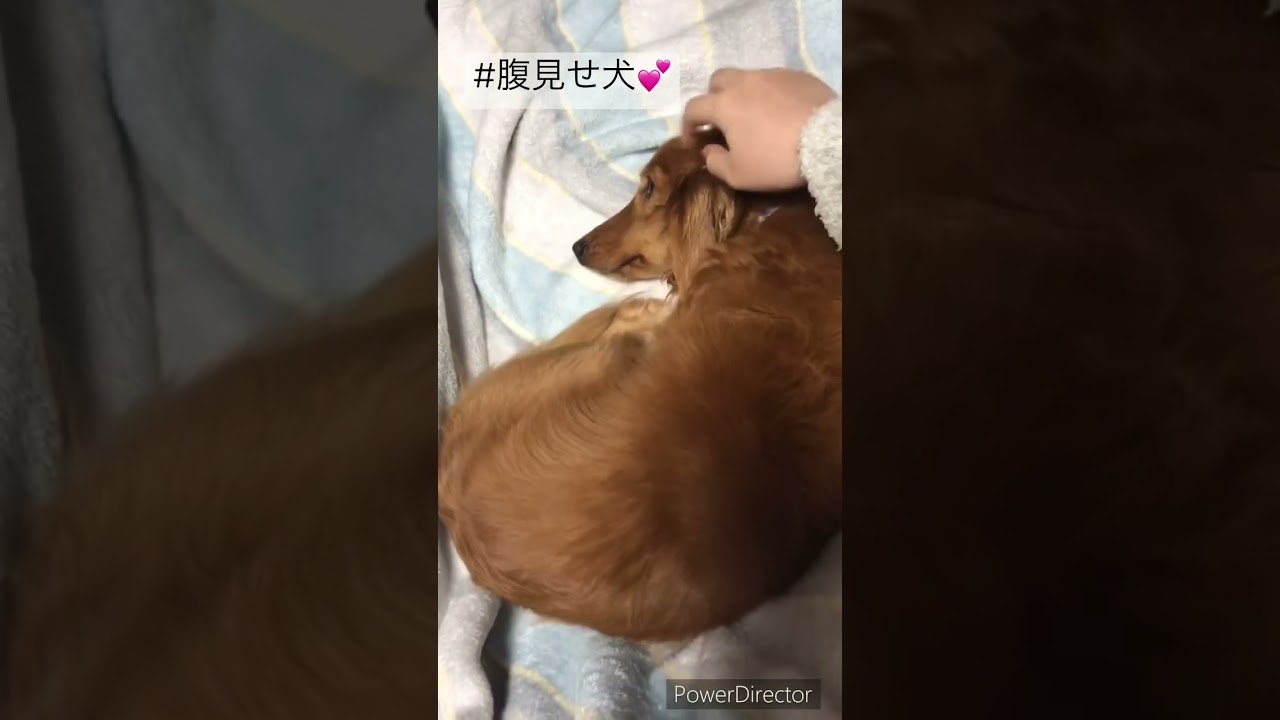 腹見せ犬 ダックス ダックスフンド 愛犬 犬 ミニチュアダックスフンド 成犬 ペット ダッケルチャンネル Youtube