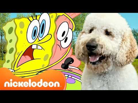 スポンジ・ボブ | スポンジ・ボブの超過激アウトドア・アドベンチャー 🐶｜45分まとめ | ニコロデオンジャパン