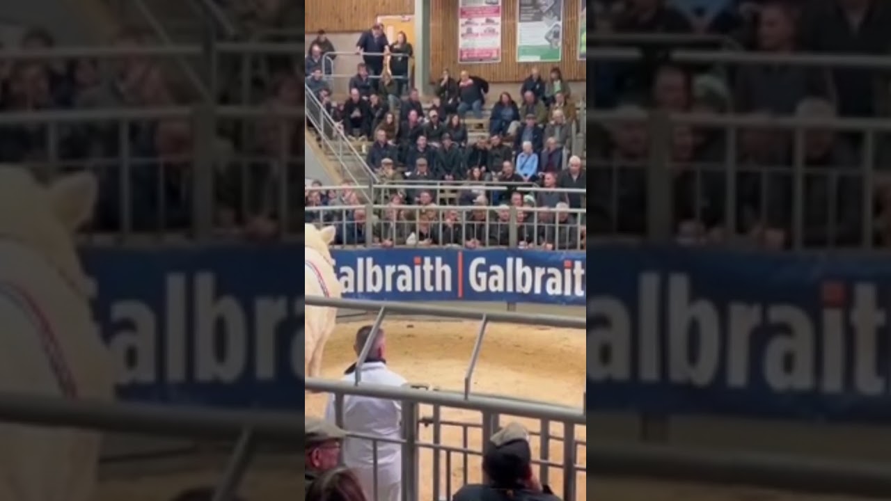 Charolais Cattle. Beautiful champion bull sold at Auction