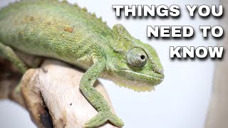 Watch This BEFORE Getting A Pet Chameleon!