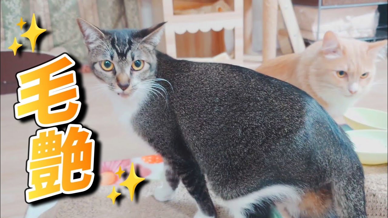 猫達の綺麗な毛並みの秘訣は【高タンパク食】!? 冬のリテイン・ヒート形態
