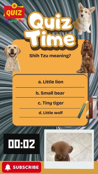what-does-shih-tzu-mean-dogtrivia-shihtzu-shorts-youtube