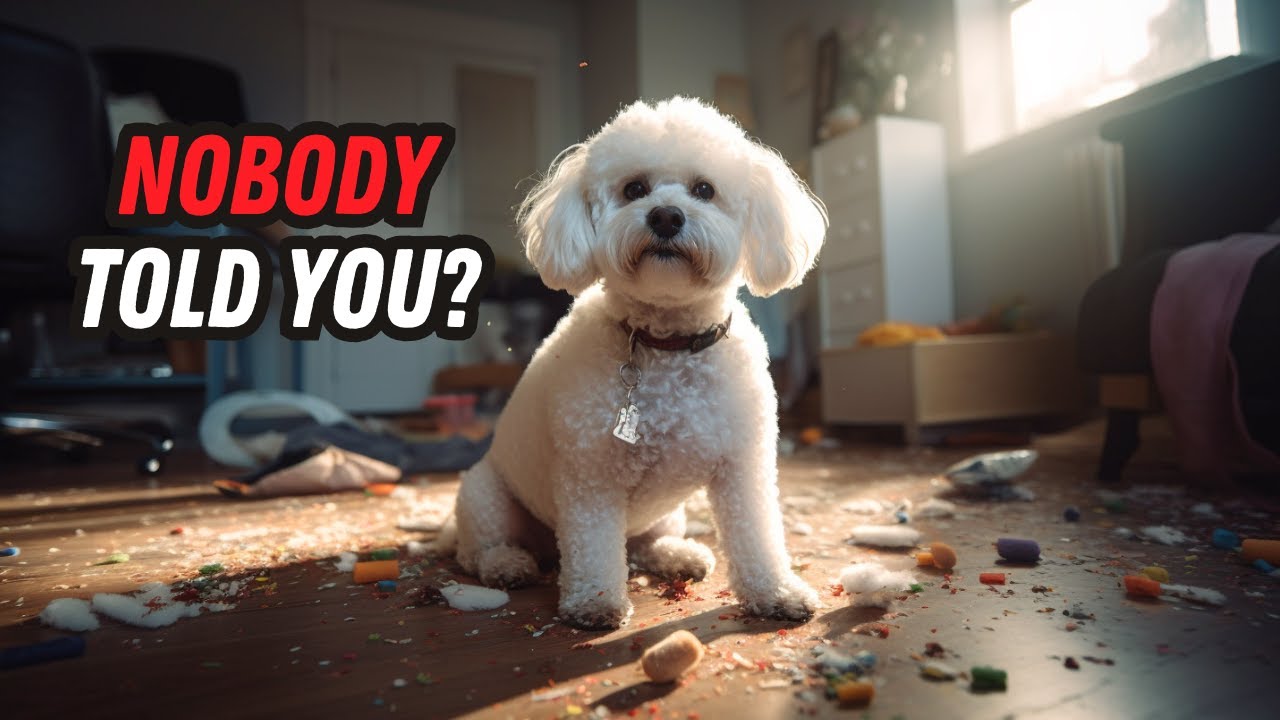 Things no one tells you about owning a Bichon Frise