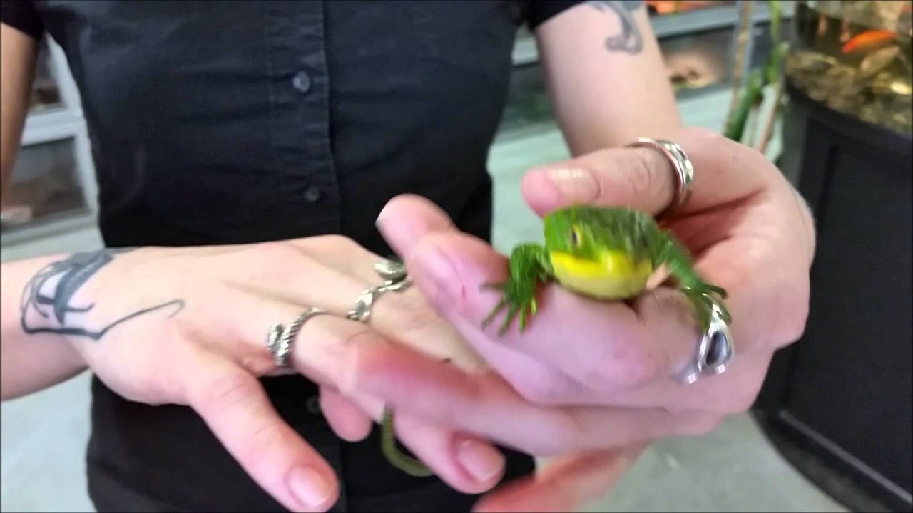 alligator lizard blue Mexican Alligator Lizards (Abronia) at LLLReptile