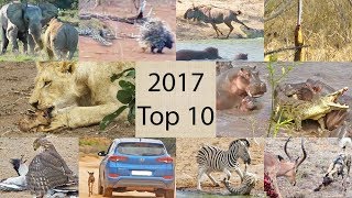 2017's Top 10 Wildlife Sightings - Compilation