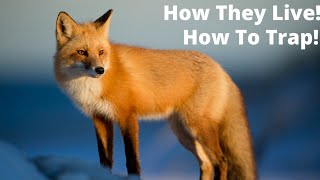 Red Fox Facts! How They Live! How to Trap!