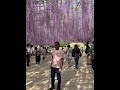 Ashikaga Flower Park #あしかがフラワーパーク. Wisteria Festival 2021