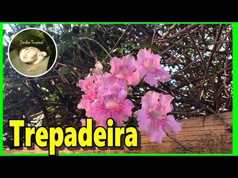 🍃 Trepadeira 7 léguas. Uma planta incrível. / Podranea ricasoliana is a  fantastic plant. Check it ! - thptnganamst.edu.vn