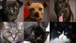 Looking for a new furry friend? All of these animals are available for adoption in Sacramento