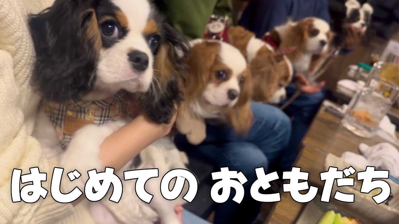 お迎えした子犬がキャバリアの聖地へ‼︎はじめましてのお友達と仲良く