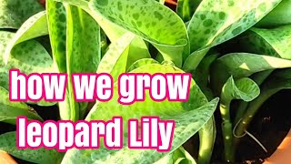 how to grow and propagate leopard Lily