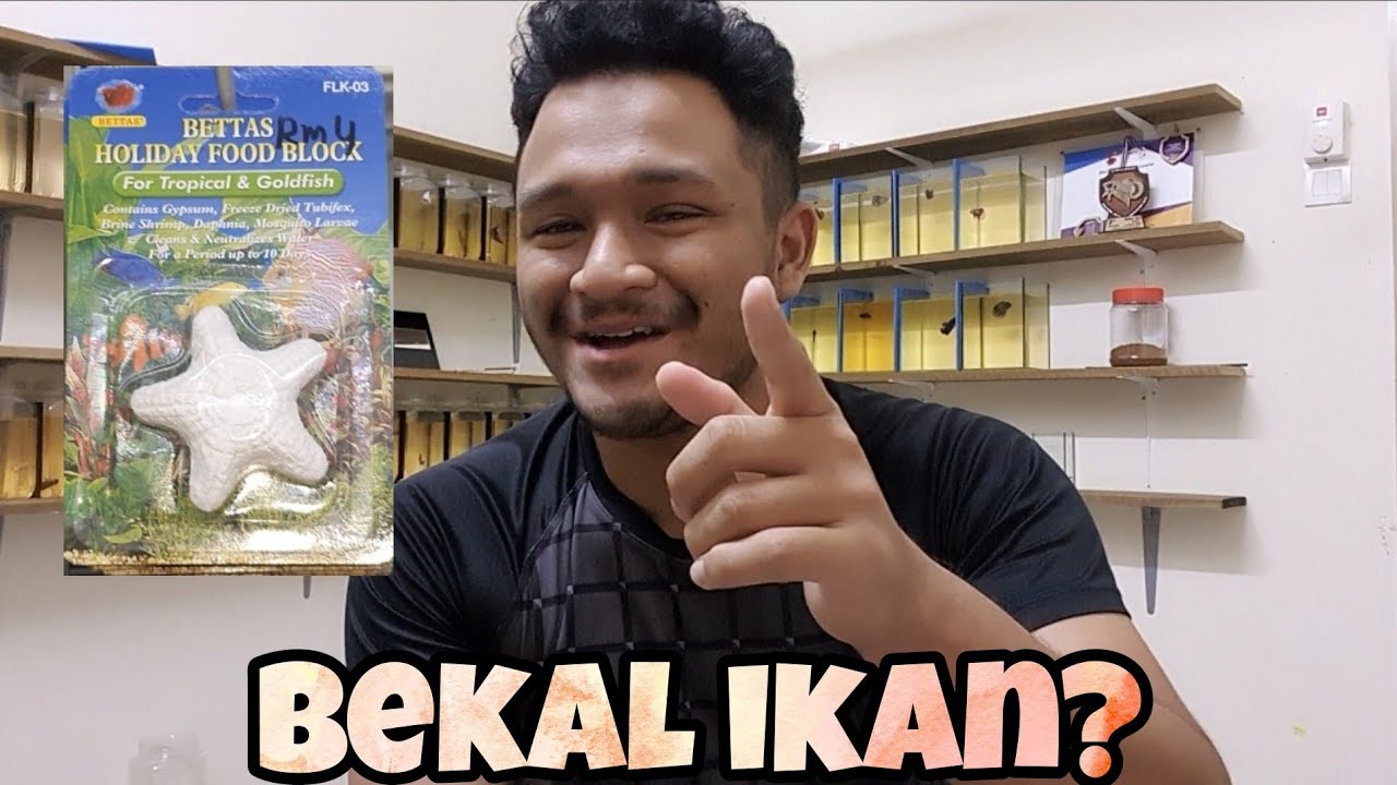 Makanan Alternatif Untuk Ikan Laga Jika Kita Balik Kampung Bercuti Youtube