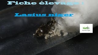 °Guide du myrmécologue° Fiche élevage : Lasius niger [HD/Fr]